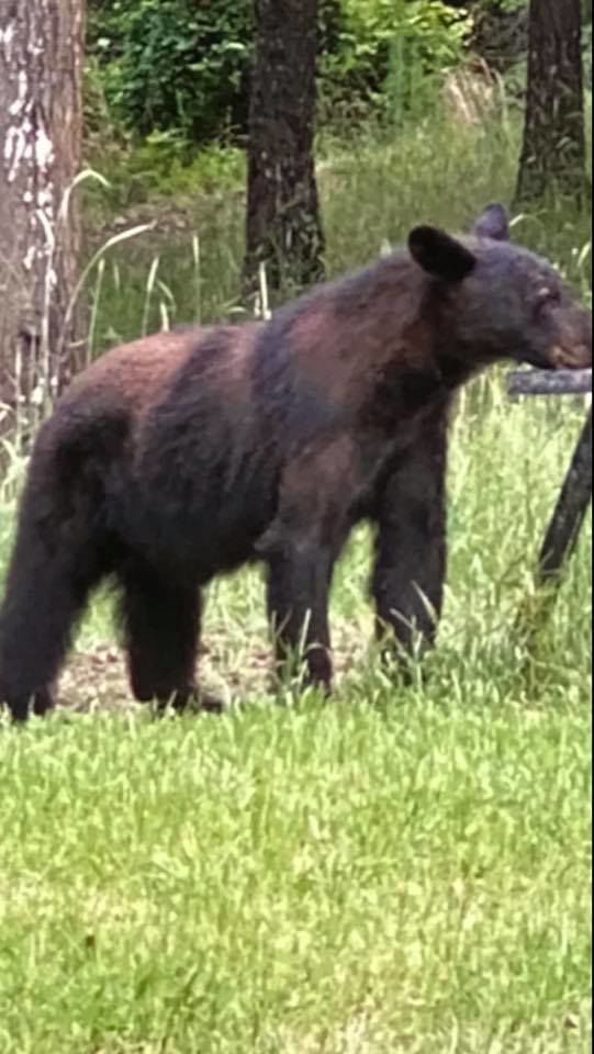 Ohatchee bear sighting